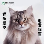 猫咪化毛球片加工定制猫咪食品贴牌代工